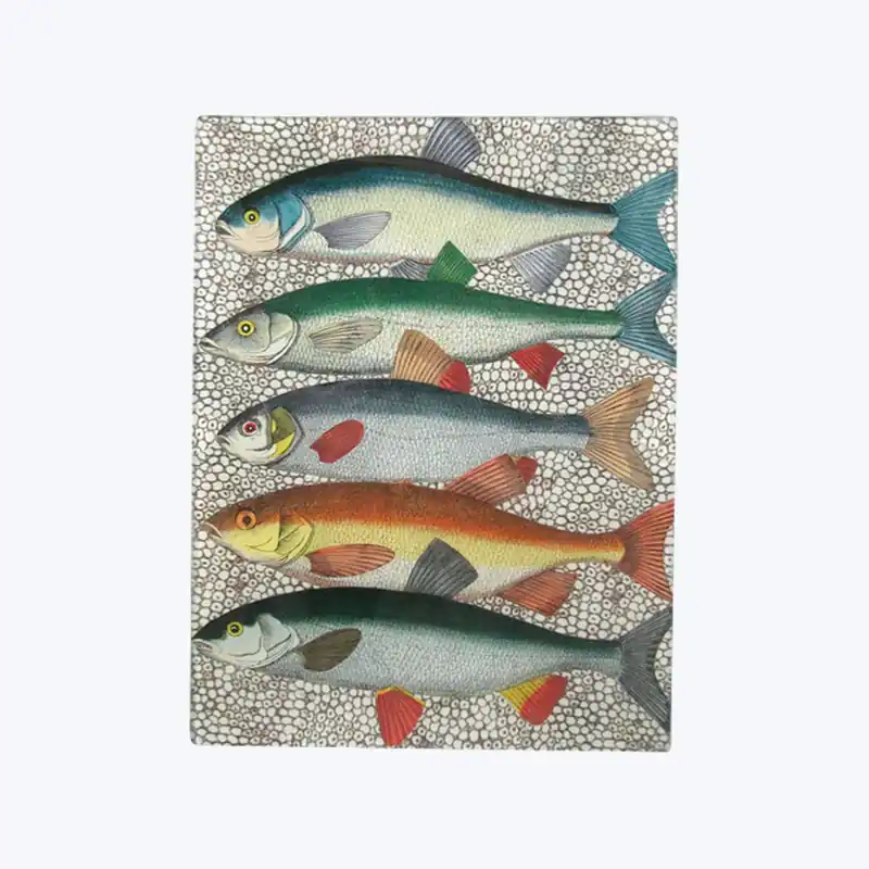 Some Fish Tray Must Have